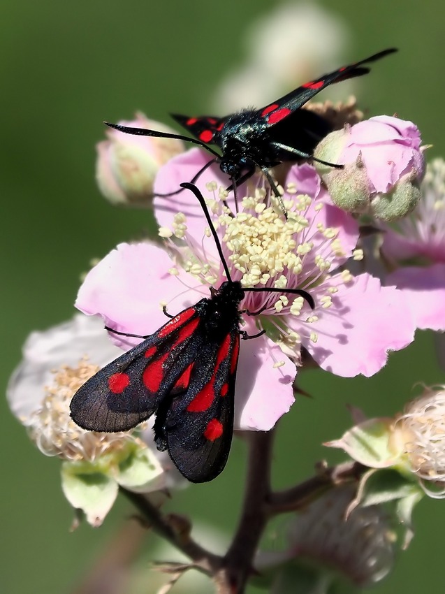 Carrellata di Zygene